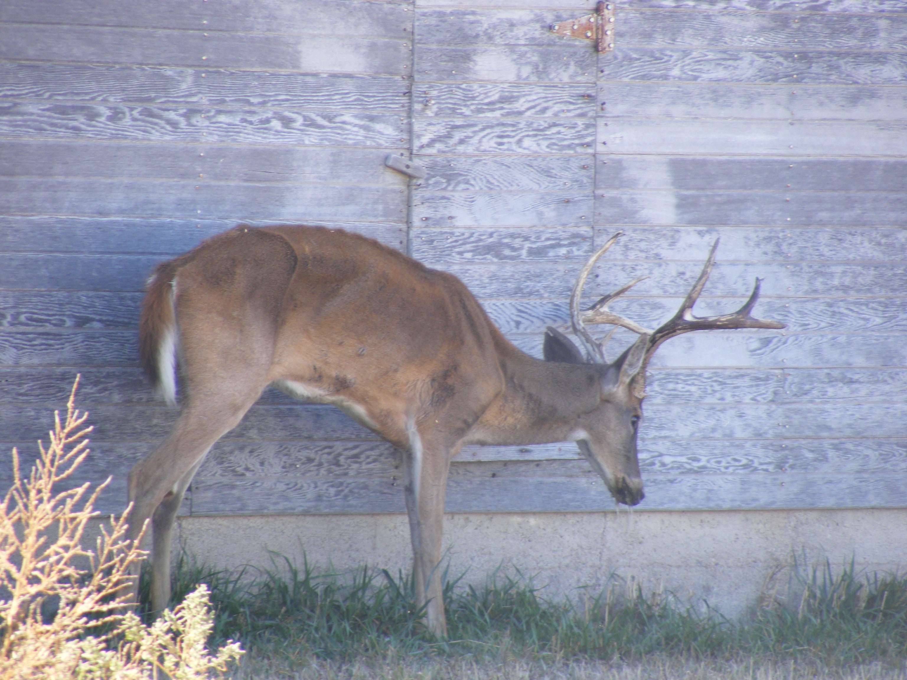 Hunters’ Help Needed To Keep CWD Out Of Alabama | Outdoor Alabama